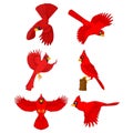 Cardinal cartoon set