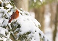 Cardinal in an evergreen Royalty Free Stock Photo