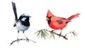 Cardinal and Fairy Wren Birds Watercolor Illustration Set Hand Drawn