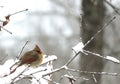 Cardinal Royalty Free Stock Photo