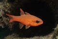 Cardinal Fish Royalty Free Stock Photo