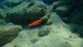 Cardinal fish or Mediterranean cardinalfish, king of the mullets Apogon imberbis undersea