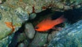 Cardinal fish or Mediterranean cardinalfish, king of the mullets Apogon imberbis undersea