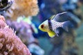 Cardinal fish Royalty Free Stock Photo