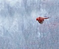 Cardinal in flight fighitng against a snow storm Royalty Free Stock Photo