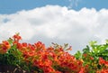 Cardinal flower on blue sky Royalty Free Stock Photo