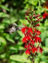 Cardinal Flower and Hummingbird Royalty Free Stock Photo