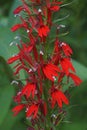 Close-up image of Cardinal flower Royalty Free Stock Photo