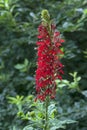 General view of Cardinal flower Royalty Free Stock Photo