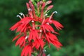 Cardinal Flower