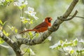 Cardinal in a flowering dogwood tree Royalty Free Stock Photo