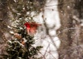 Cardinal Flying In Snow Royalty Free Stock Photo