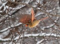 Cardinal flying among the trees