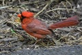 Cardinal Grosbeak with Fanned Tail Feathers on the Ground