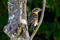 Cardinal Black-headed Grosbeak Twig 02