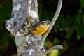 Cardinal Black Headed Grosbeak Twig 06