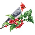 Cardinal and holly branch, watercolor bird illustration. Hand Painted Illustration isolated on white background Royalty Free Stock Photo