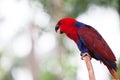 Cardinal Lory Royalty Free Stock Photo