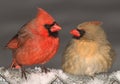 Cardinal love Royalty Free Stock Photo