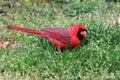 The beauty of the Male Cardinal