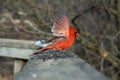 Cardinal Male Royalty Free Stock Photo