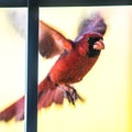 Cardinal male bird flying into home door glass