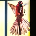 Cardinal male bird flying into home door glass