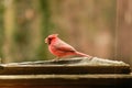 Cardinal Male Royalty Free Stock Photo