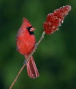 Cardinal male on a sumac branch