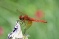 Cardinal meadowhawk perches on a dead flower