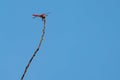 Cardinal meadowhawk sitting high up against blue sky Royalty Free Stock Photo