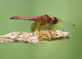 Cardinal Meadowhawk - Sympetrum illotum Royalty Free Stock Photo