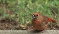 Cardinal molting