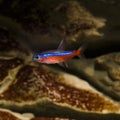 Cardinal neon tetra - paracheirodon axelrodi