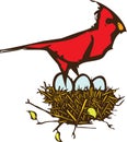 Cardinal Nest