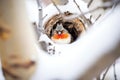 cardinal nestled in a snowy nest