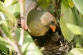 Cardinal newborns mother in the nest taking care of them Royalty Free Stock Photo