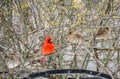 A Cardinal pair perches in a rose bush.