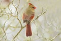 Cardinal on a perch during a snowy day.