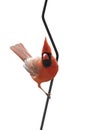Cardinal Perched on a Black Bent Wire Royalty Free Stock Photo