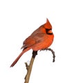 Cardinal perched on a branch