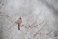 Cardinal perched on branch in snow Royalty Free Stock Photo