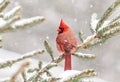 Cardinal perched in a pine tree in winter