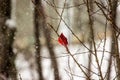Cardinal Perched During Snow storm Royalty Free Stock Photo