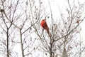 Cardinal perched tree branches in the fall. Georgia Royalty Free Stock Photo
