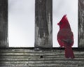 Cardinal in the Rails