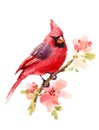 Cardinal Red Bird on branch with Flowers Watercolor Illustration Hand Painted on white background