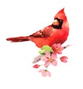 Cardinal Red Bird on the Cherry Blossoms branch Watercolor Illustration Hand Painted isolated on white background