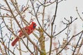Cardinal red bird resting on tree with small spring buds Royalty Free Stock Photo
