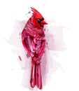 Cardinal red bird watercolor Vector. isolated on white illustrations Royalty Free Stock Photo